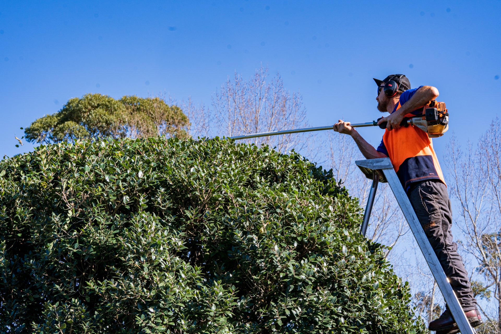 Experienced tree cutters for hedge trimming in Auckland