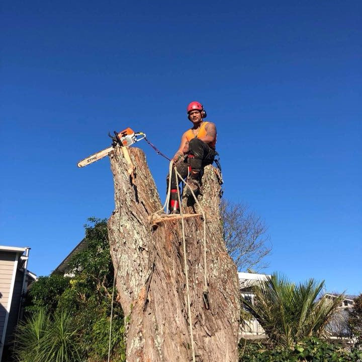 Large Macrocarpa removal residential tree work project