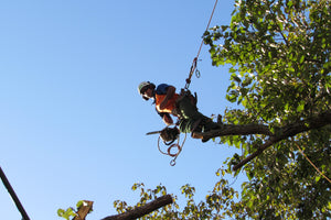 Tree Trimming Options for Auckland Tree Work