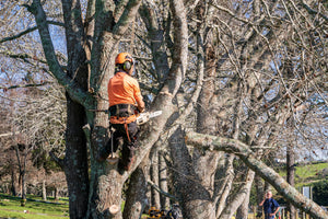 Tree Removal in Urban Auckland