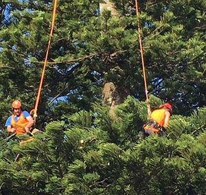 Norfolk Pine reduction for crane access