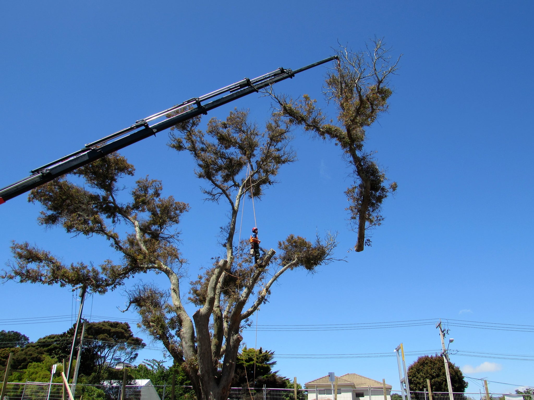 Large Gum Tree removal with Hiab in Mt Eden