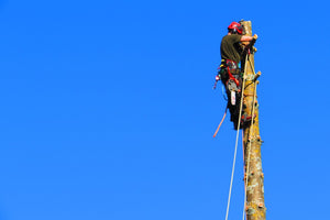 Sectional dismantling for safe large tree removal