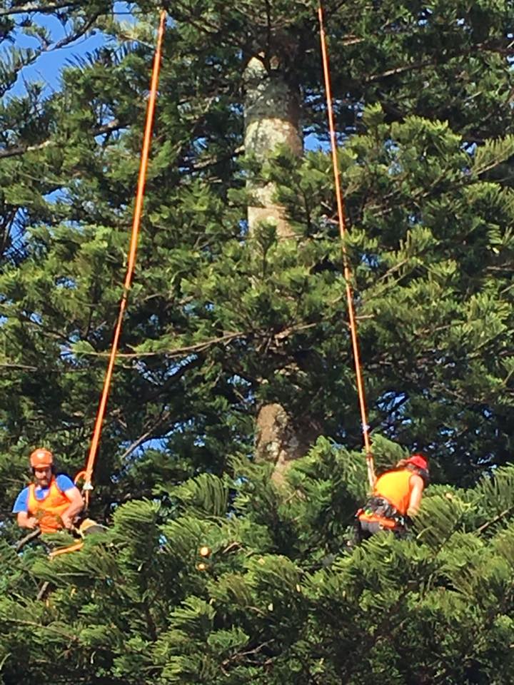 Tree Pruning & Trimming