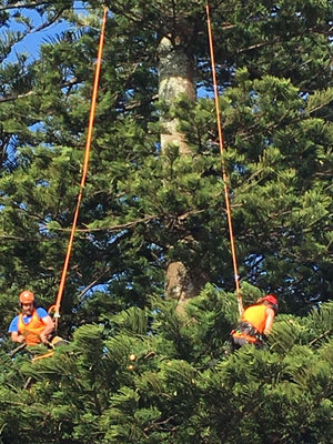 Tree Pruning & Trimming