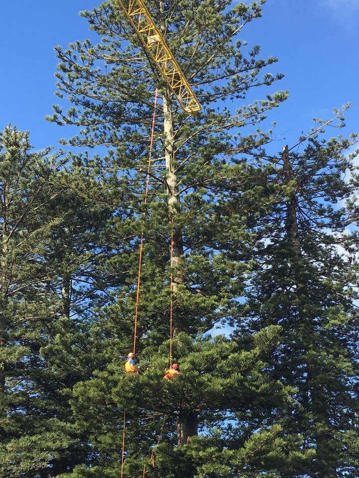 Tree Pruning & Trimming