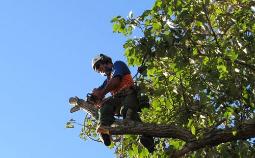 Tree Pruning & Trimming