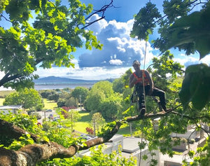 Tree Pruning & Trimming