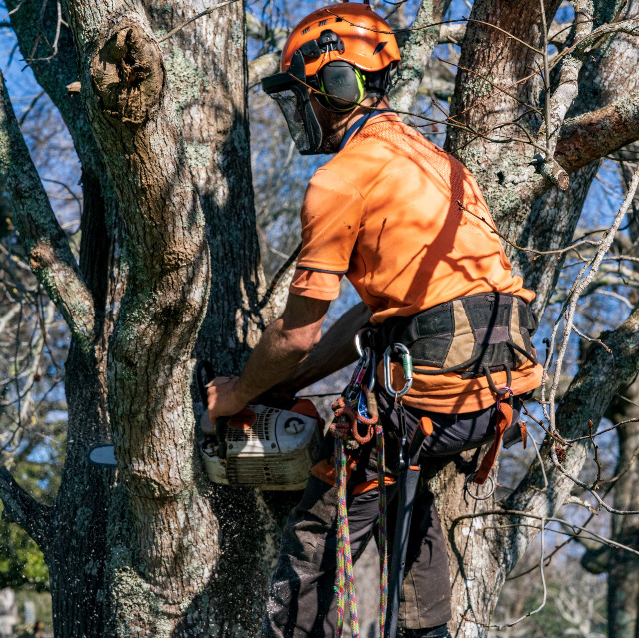 Tree Felling & Removal