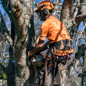 Tree Felling & Removal