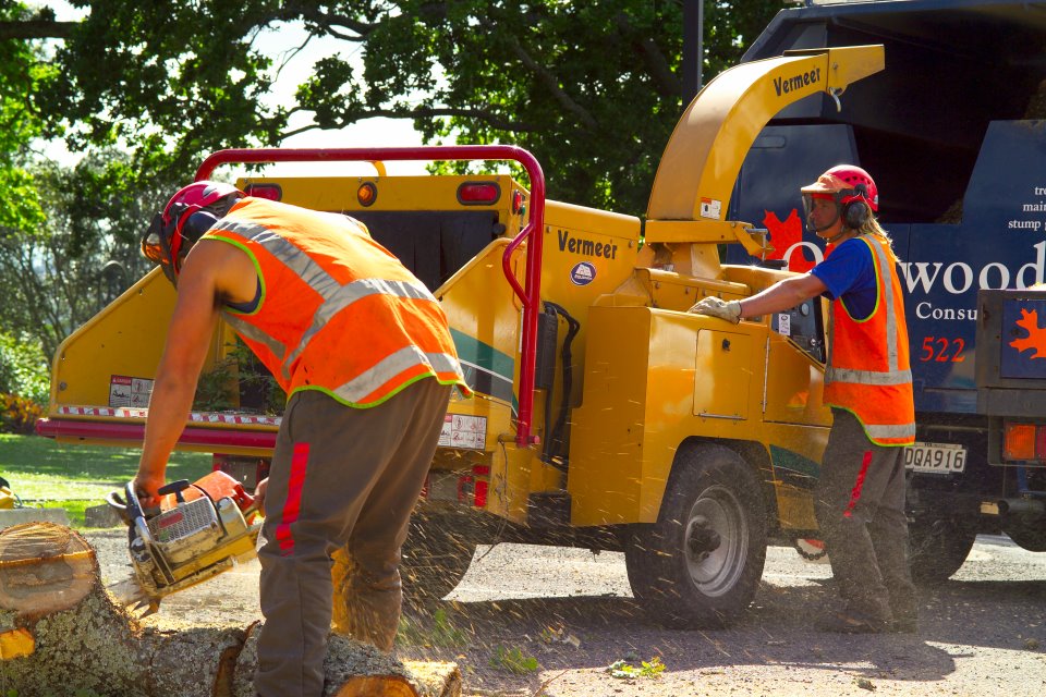 Tree Felling & Removal