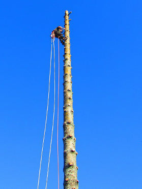 Tree Felling & Removal