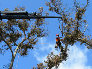 Tree Pruning & Trimming
