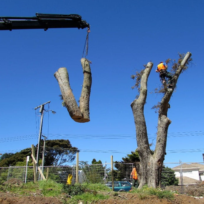 Tree Felling & Removal