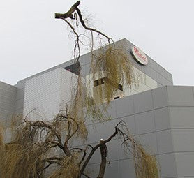 Tree Pruning & Trimming